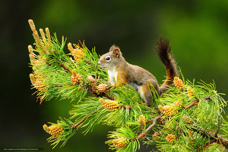 Squirrel on Pine Branch — Green, Calm, Spring, Photograph, Pine Needles, Pine Cones