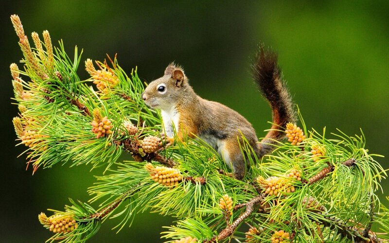 Squirrel on Pine Branch — Green, Calm, Spring, Photograph, Pine Needles