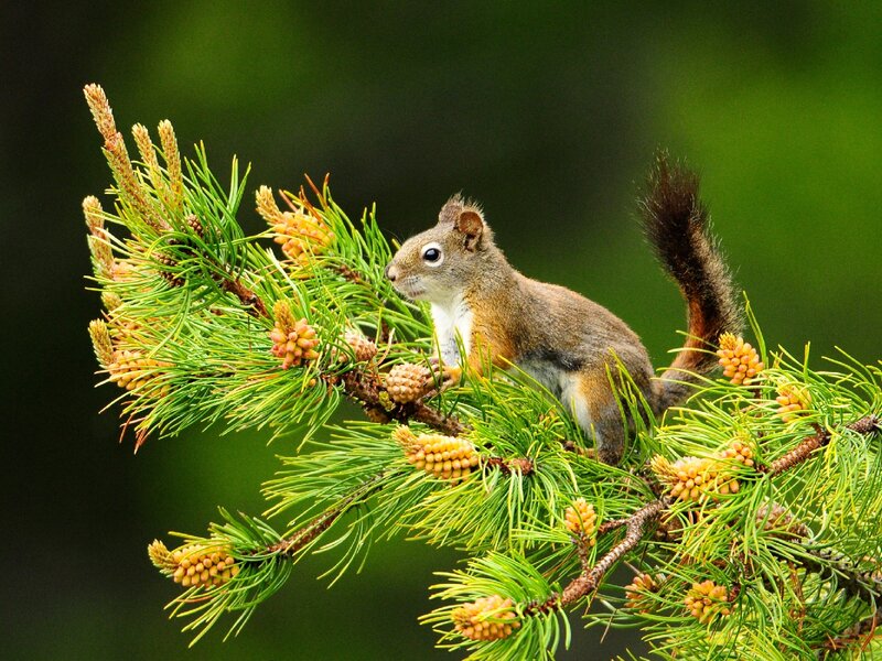 Squirrel on Pine Branch — Green, Calm