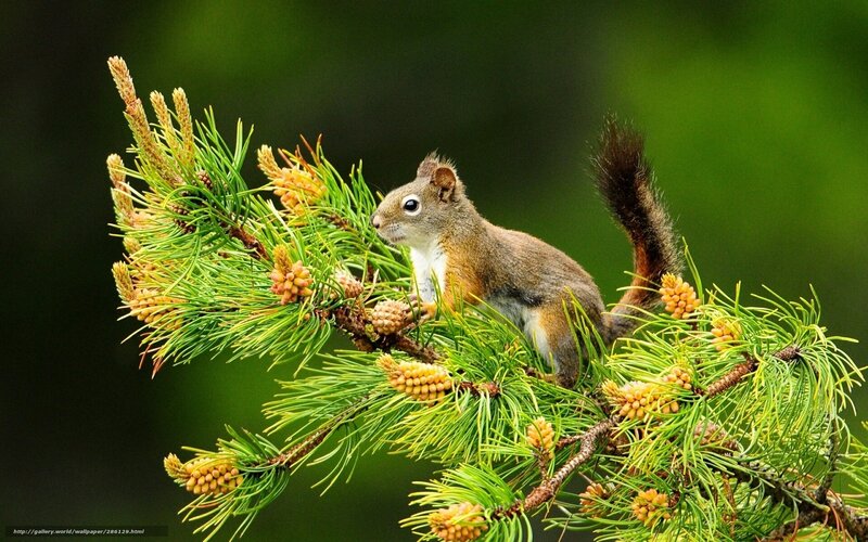 Squirrel on Pine Branch — Green, Natural