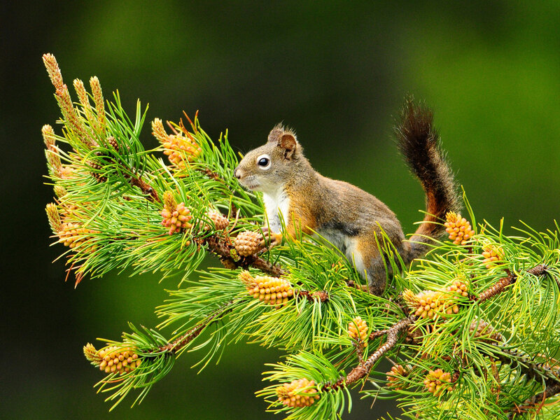 Squirrel on Pine Branch — Green