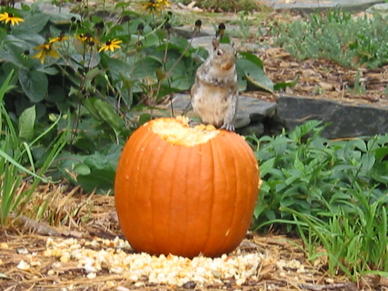 Squirrel on Pumpkin