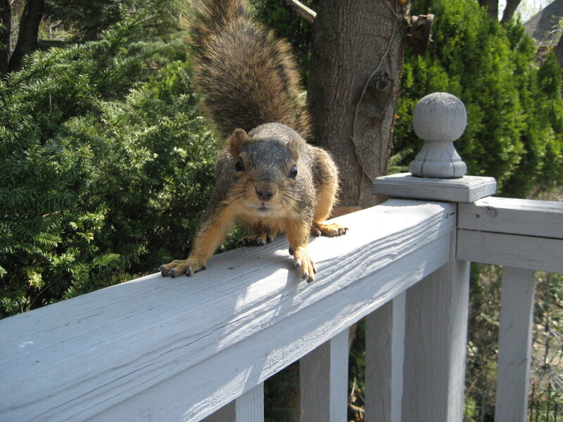 Squirrel on Railing