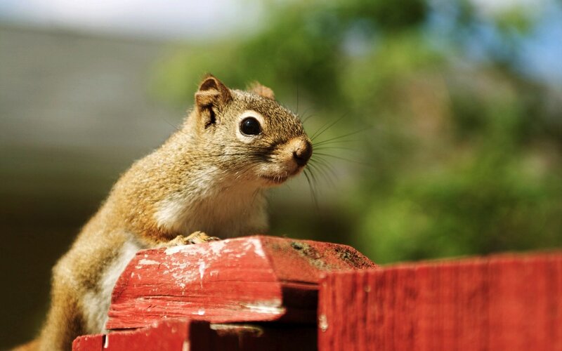 squirrel on red fence