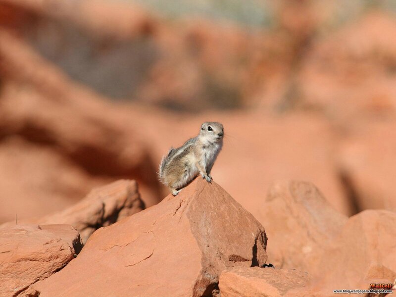 squirrel on red rock