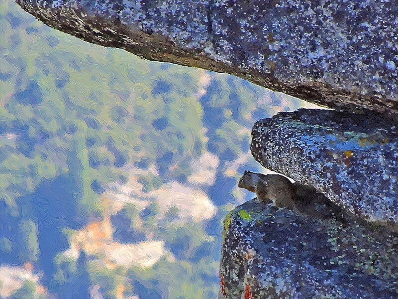 Squirrel on Rock — Blue