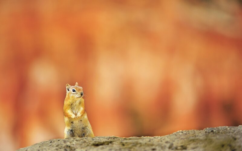 Squirrel on Rock — Orange