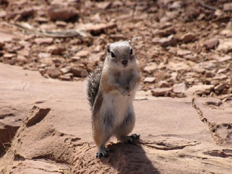 Squirrel on Rock