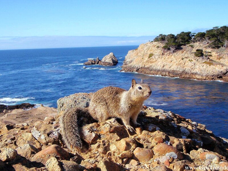 Squirrel on Rocky Shore — Blue