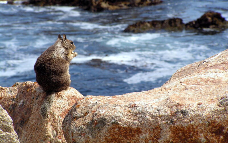 squirrel on rocky shore