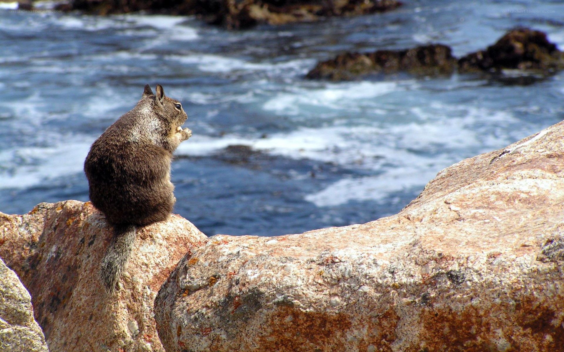 squirrel on rocky shore