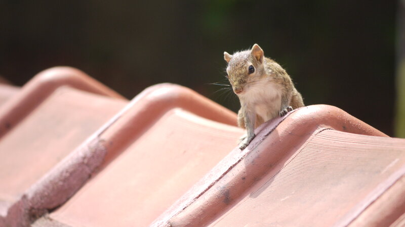 Squirrel on Roof Tile