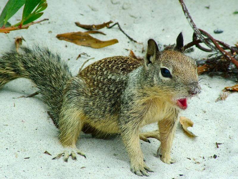 Squirrel on Sand