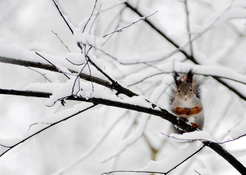 Squirrel on snowy branch