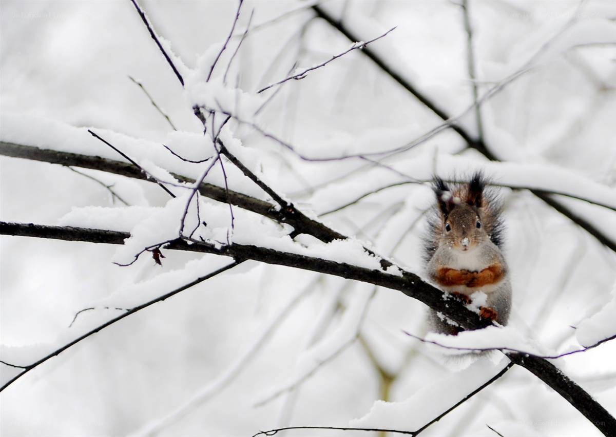 Squirrel on snowy branch
