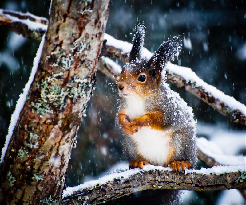 Squirrel on Snowy Branch — Brown, Calm