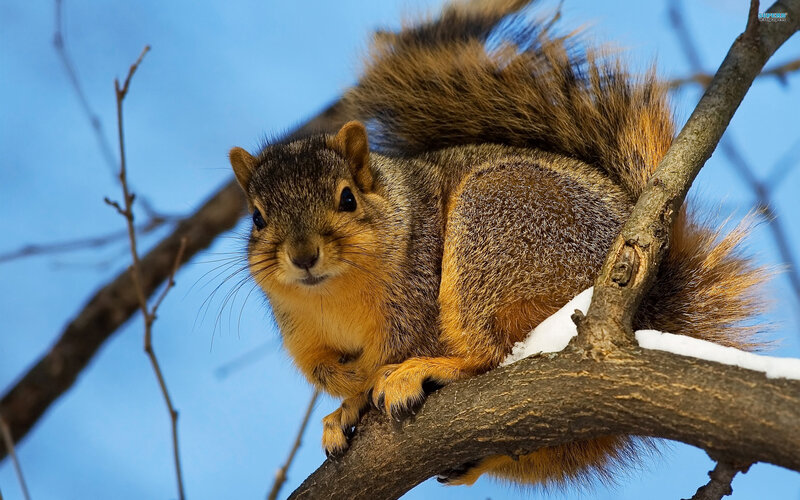 Squirrel on Snowy Branch — Brown