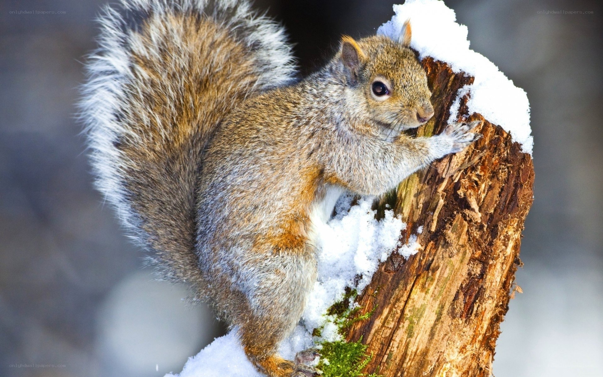 Squirrel on snowy log