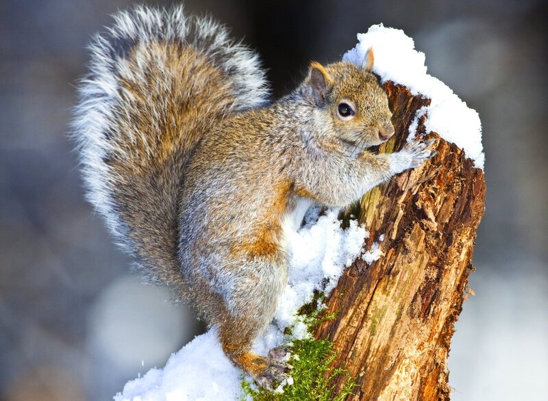 Squirrel on Snowy Stump