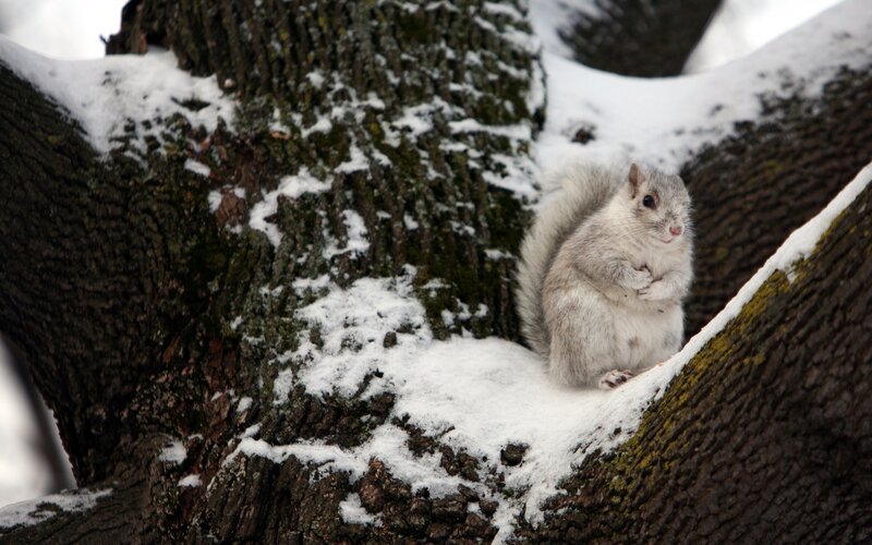 Squirrel on snowy tree branch