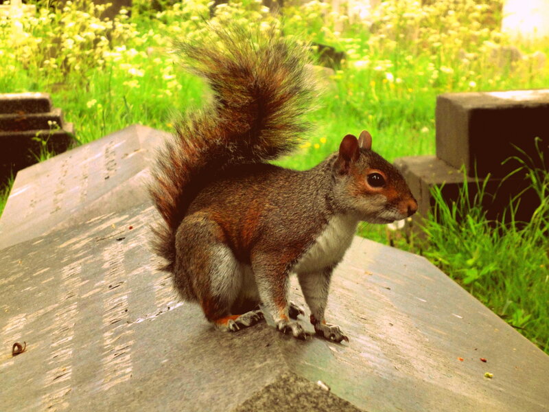 Squirrel on Stone