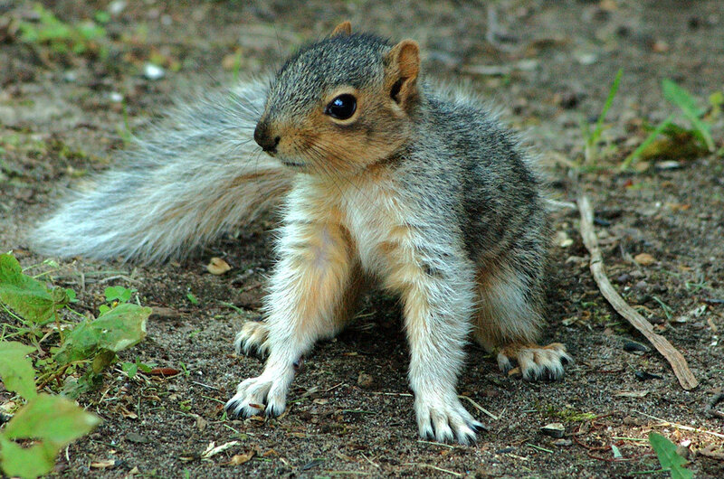 squirrel on the ground