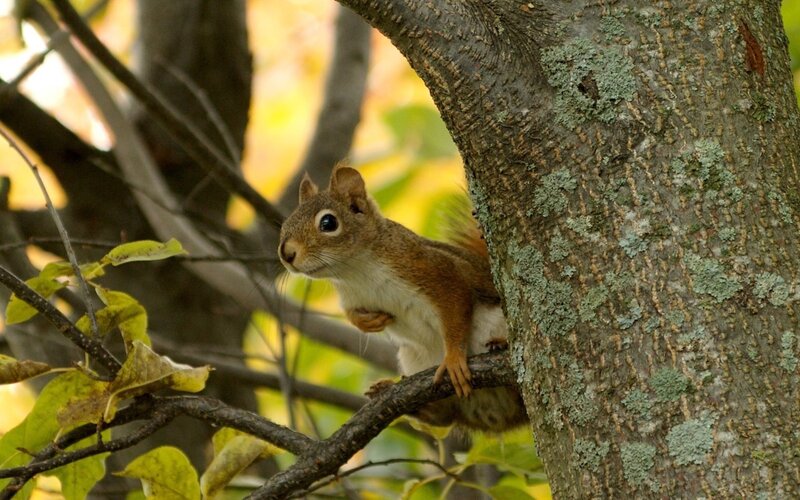 squirrel on tree branch
