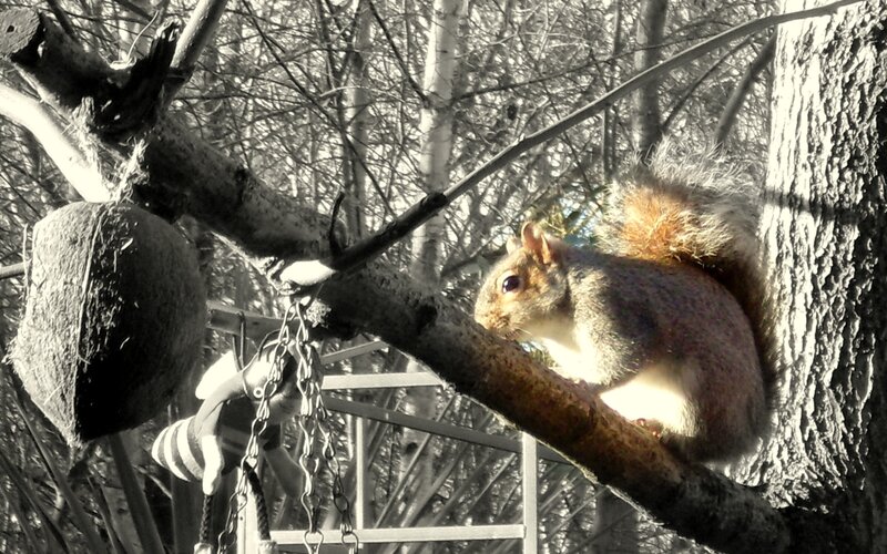 Squirrel on Tree Branch — Black, Calm