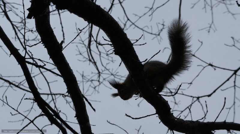 Squirrel on Tree Branch — Black