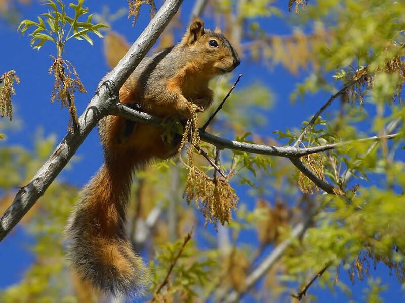 Squirrel on Tree Branch — Blue, Calm