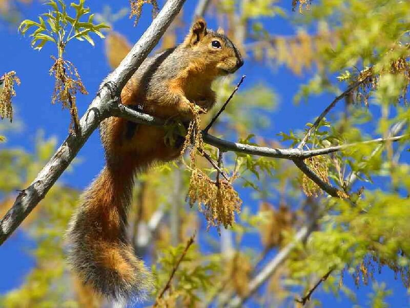 Squirrel on Tree Branch — Blue