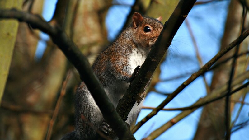 Squirrel on Tree Branch — Brown, Alert, Afternoon