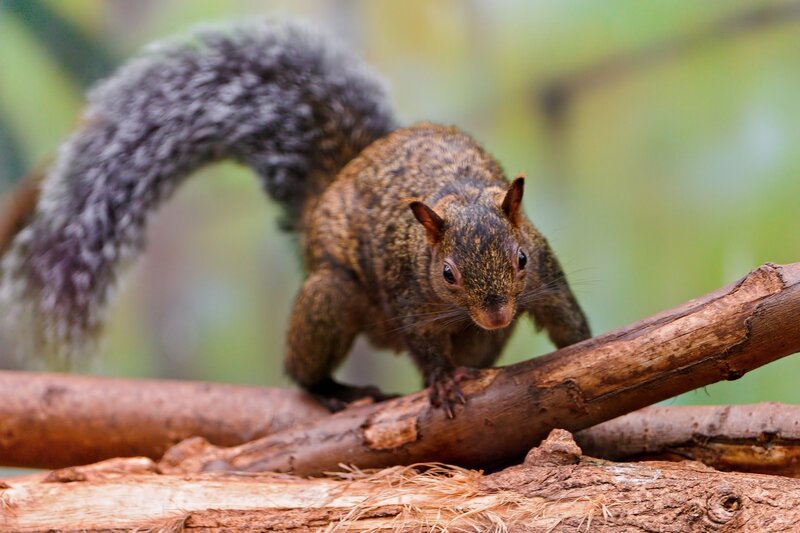 Squirrel on Tree Branch — Brown, Alert, Photograph