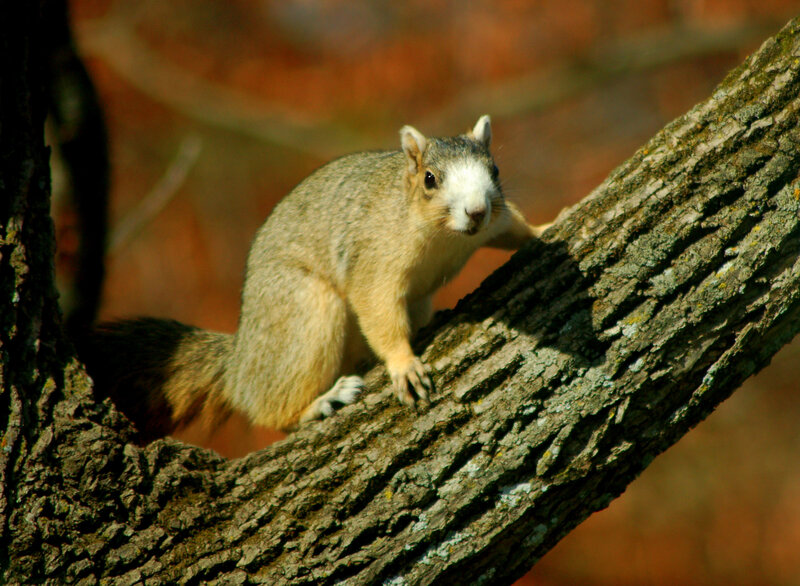 Squirrel on Tree Branch — Brown, Alert