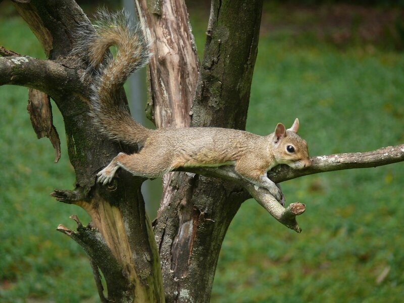 Squirrel on Tree Branch — Brown, Calm, Afternoon, Photograph