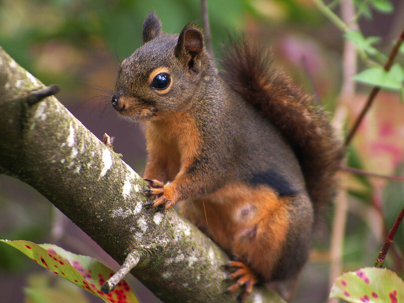 Squirrel on Tree Branch — Brown, Calm, Afternoon, Photograph, Tree Branch