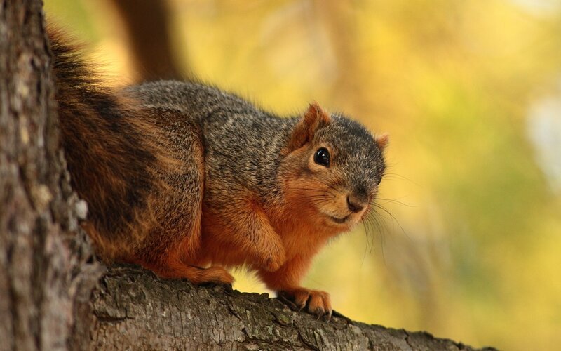 Squirrel on Tree Branch — Brown, Calm, Autumn, Photograph, Forest