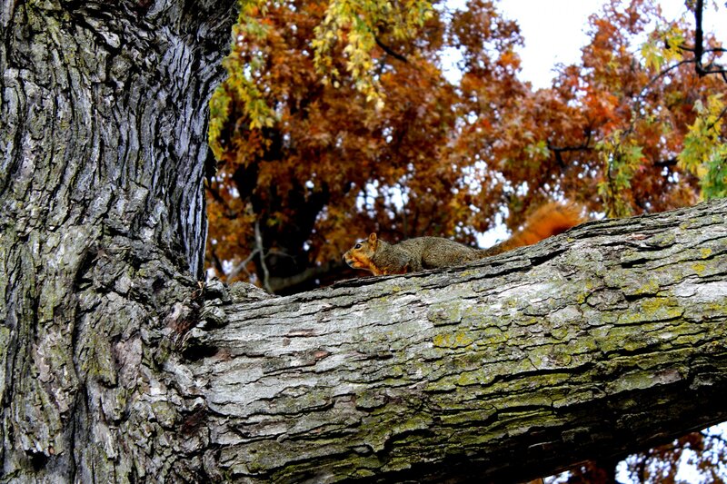 Squirrel on Tree Branch — Brown, Calm, Autumn, Photograph, Leaves