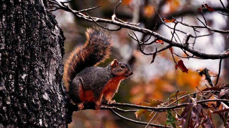 Squirrel on Tree Branch — Brown, Calm, Autumn, Photograph, Tree Trunk, Branches