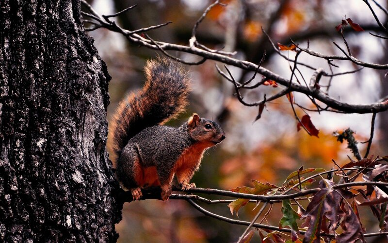 Squirrel on Tree Branch — Brown, Calm, Autumn, Photograph, Tree Trunk