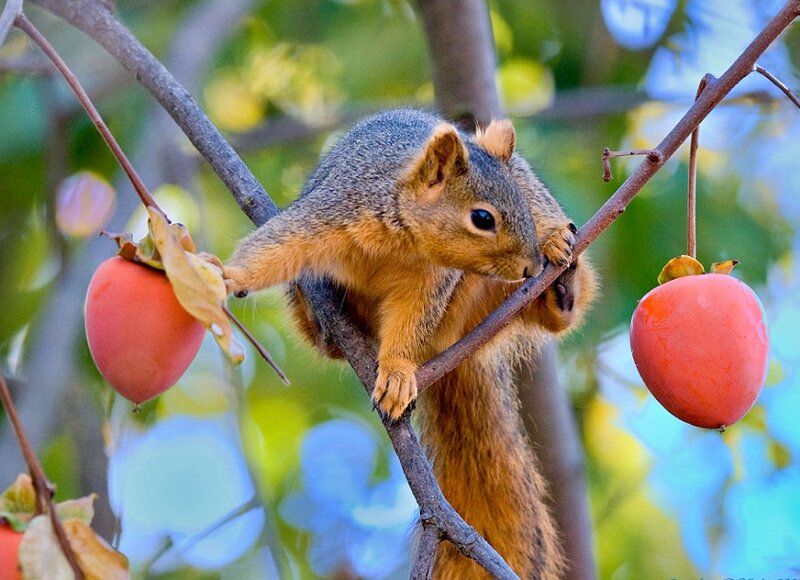 Squirrel on Tree Branch — Brown, Calm, Autumn