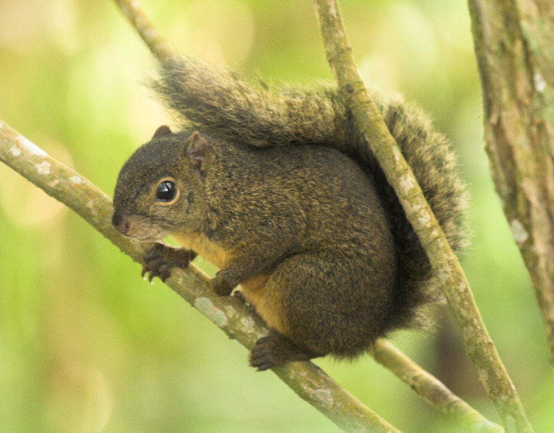 Squirrel on Tree Branch — Brown, Calm, Photograph