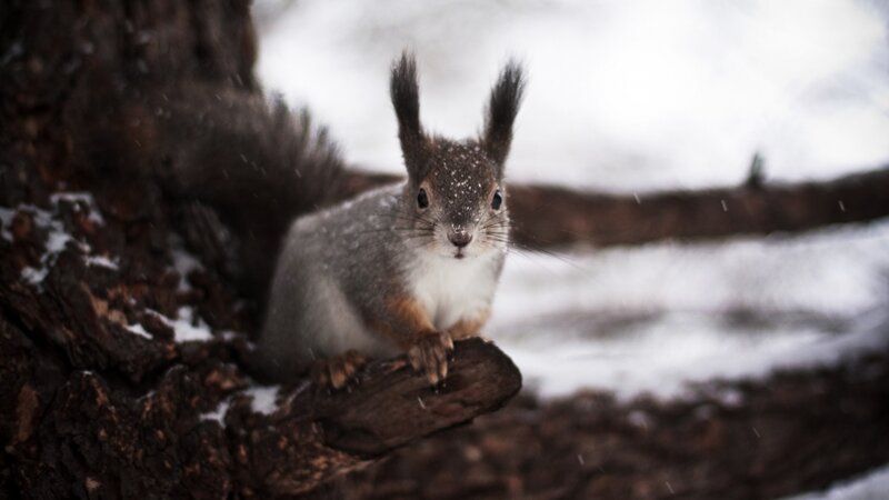Squirrel on Tree Branch — Brown, Calm, Winter, Photograph