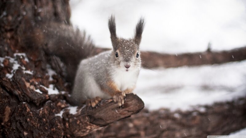 Squirrel on Tree Branch — Brown, Calm, Winter