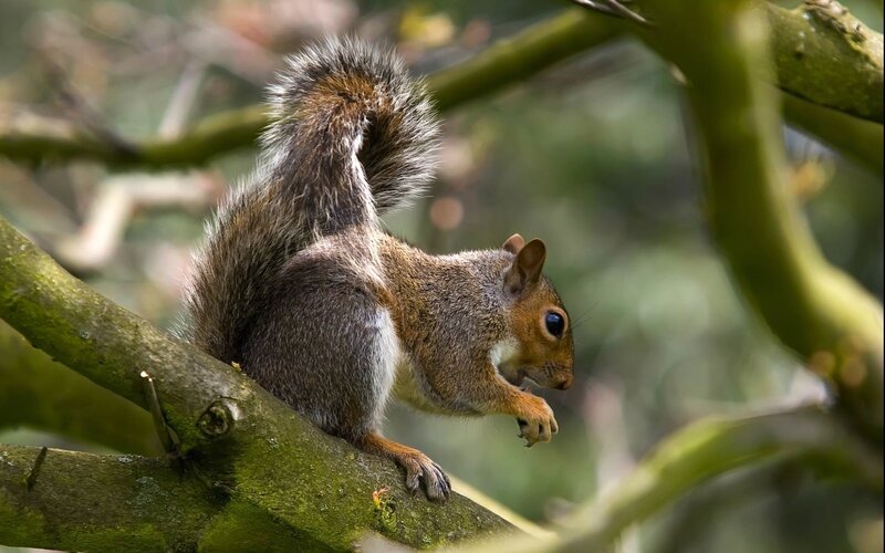 Squirrel on Tree Branch — Brown, Natural, Afternoon, Photograph