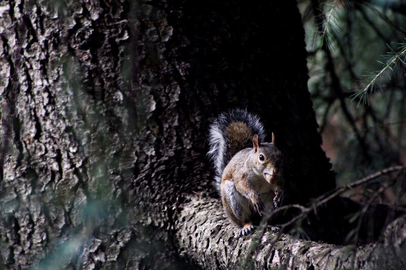 Squirrel on Tree Branch — Brown, Natural, Afternoon