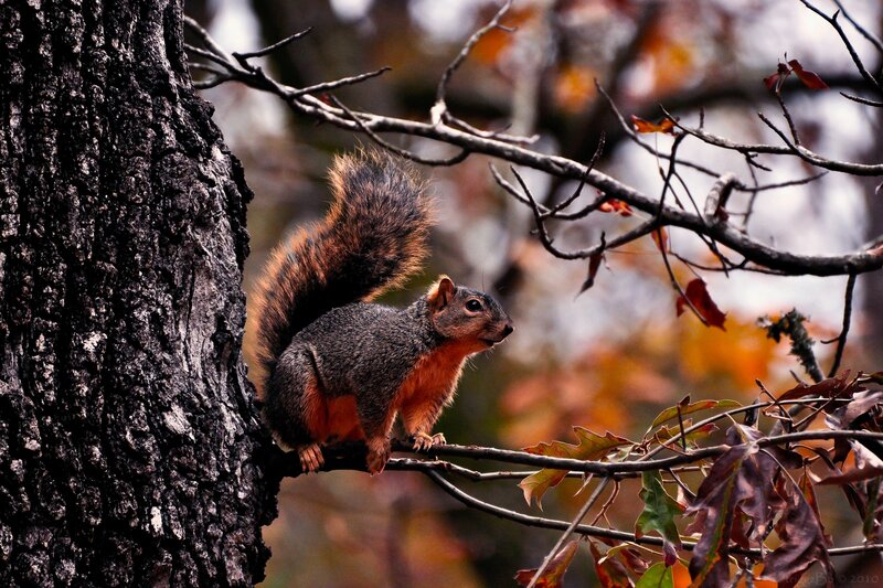Squirrel on Tree Branch — Brown, Natural, Autumn, Photograph
