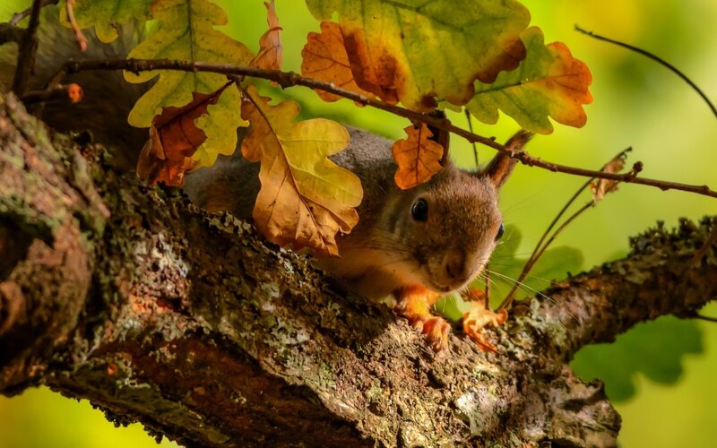 Squirrel on Tree Branch — Brown, Natural, Autumn, Photograph, Tree Branch