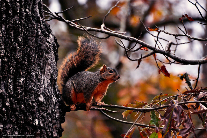 Squirrel on Tree Branch — Brown, Natural, Autumn, Photograph, Tree Trunk