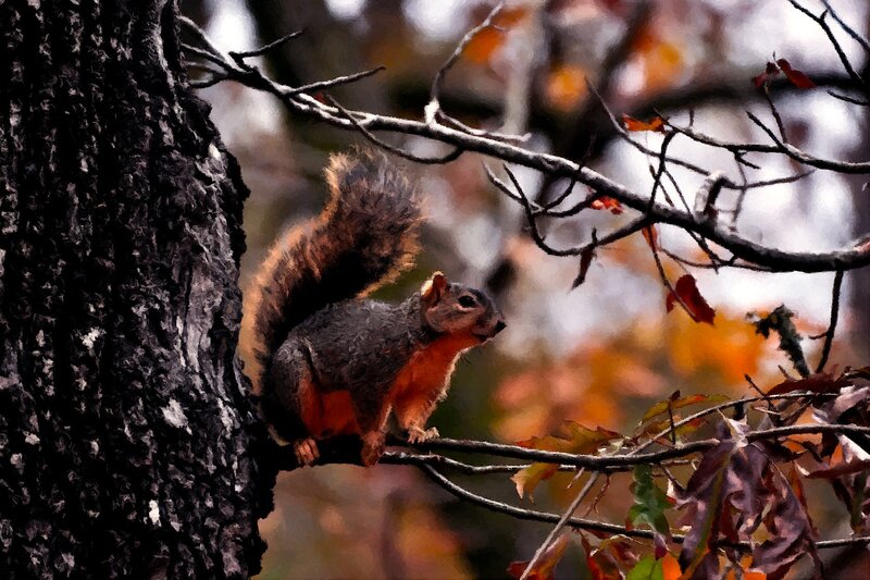 Squirrel on Tree Branch — Brown, Natural, Autumn